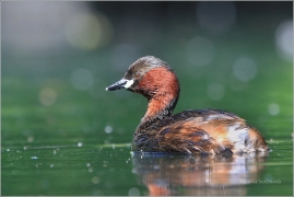 <p>POTÁPKA MALÁ (Tachybaptus ruficollis)</p>